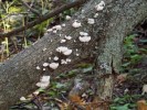 10 Interesting Fungi Facts