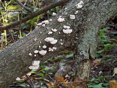 Fungi  on Tree