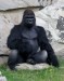 10 Interesting Gorilla Facts