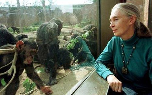 Jane Goodall Observes