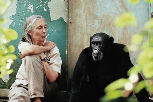 Jane Goodall Pic