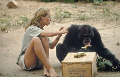 Jane Goodall's Study