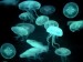 10 Interesting Jellyfish facts