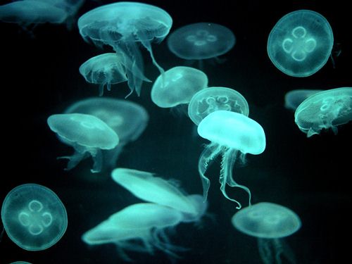 Jellyfish Facts