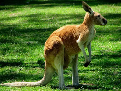 Kangaroo Facts