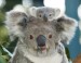 10 Interesting Koala Facts