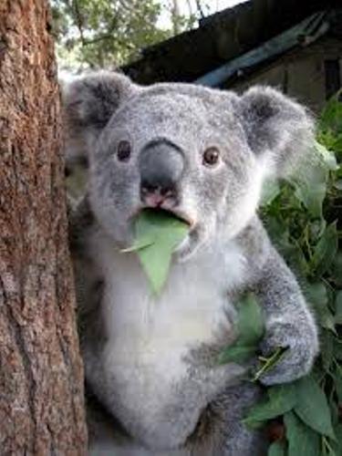 Koala Eats