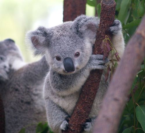 Koala in A tree