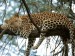 10 Interesting Leopard Facts