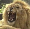 10 Interesting Lion Facts