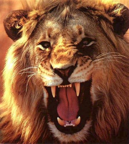 Lion Roars