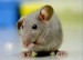 10 Interesting Mice Facts