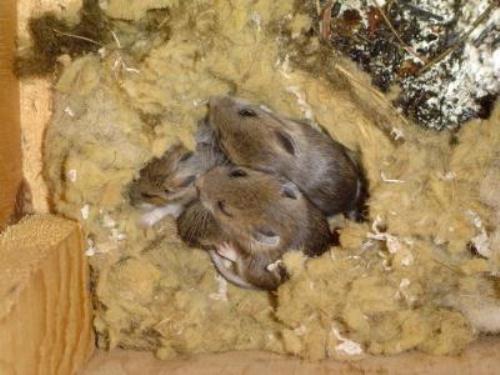 Mice Nest