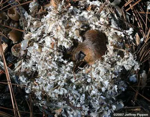 Nest of Mice