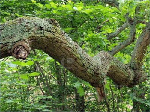 Oak Tree Brances