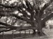10 Interesting Oak Tree Facts