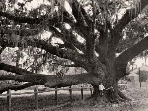 Oak Tree Facts