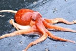 10 Interesting Octopus Facts