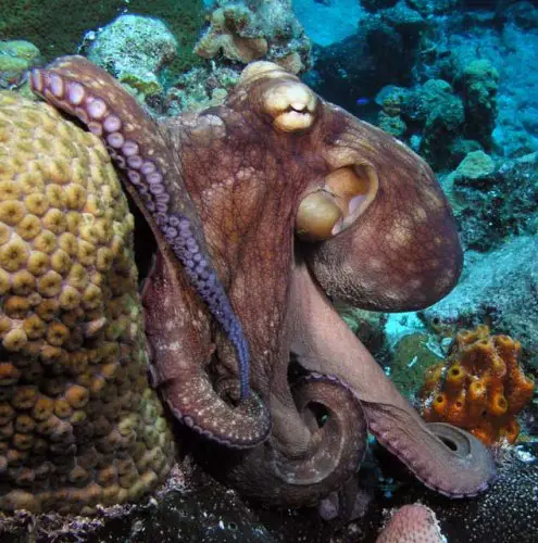Octopus in the Sea