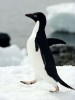 10 Interesting Penguin Facts