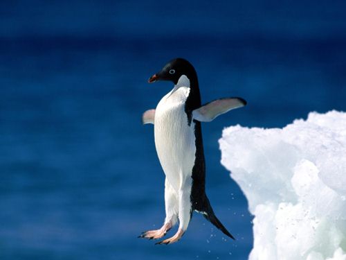 Penguin Leaps