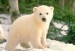 10 Interesting Polar Bear Facts