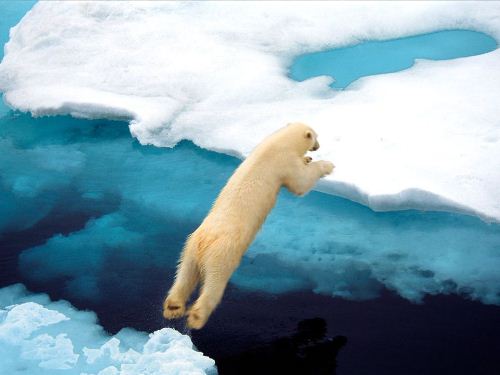 Polar Bear Leaping