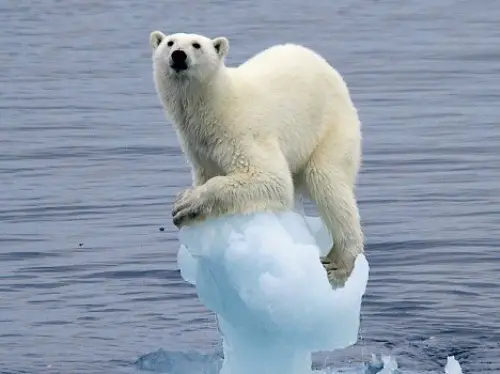 polar bear ice facts interesting
