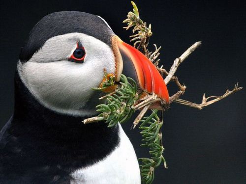 Puffin Eats