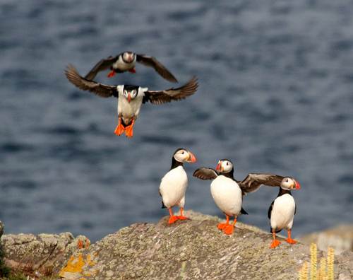 Puffin in a Group