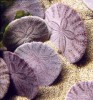 10 Interesting Sand Dollar Facts