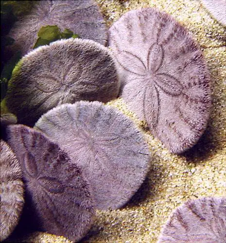 10 Interesting Sand Dollar Facts My Interesting Facts