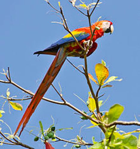 Scarlet Macaw Facts