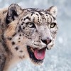 10 Interesting Snow Leopard Facts