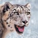10 Interesting Snow Leopard Facts