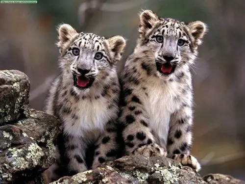Snow Leopards Cubs