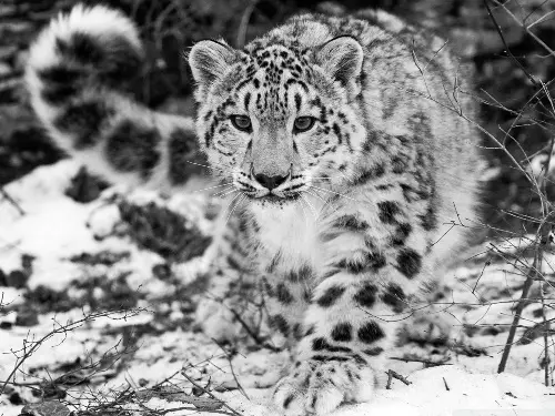 10 Interesting Snow Leopards Facts | My Interesting Facts