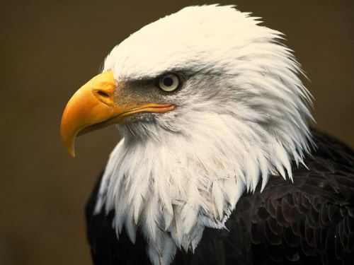 Strong Eagle