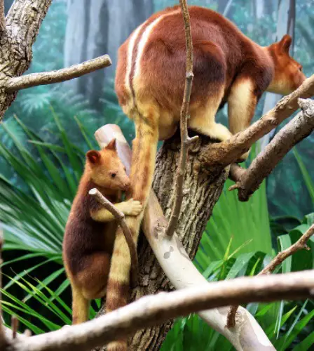 Tree Kangaroo Climbing