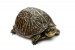 10 Interesting Turtle facts