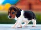 10 Interesting Puppy Facts