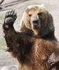 10 Interesting Bear Facts