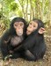 10 Interesting Chimpanzee Facts
