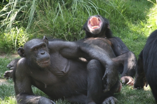 chimpanzee group