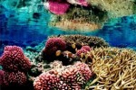 10 Interesting Coral Reef Facts