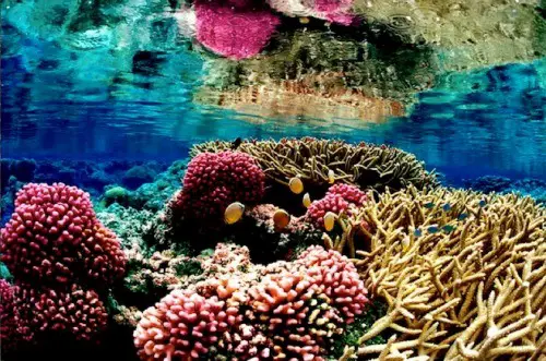 coral reef facts