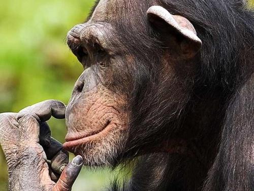 funny chimpanzee