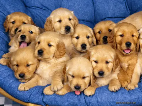golden retreiver puppies