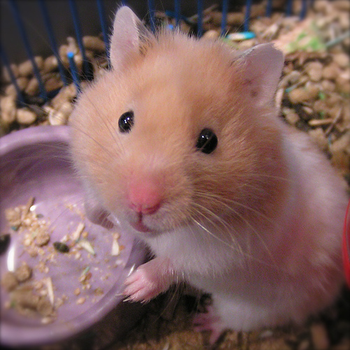 hamster with bowl