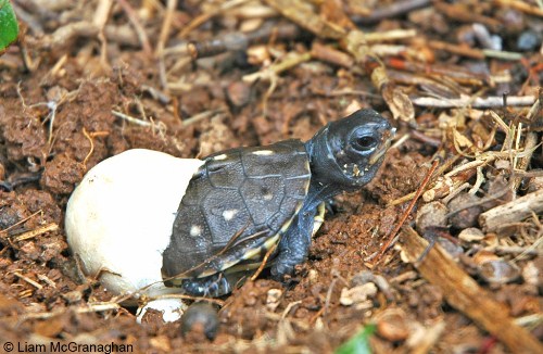 hatching box turtle